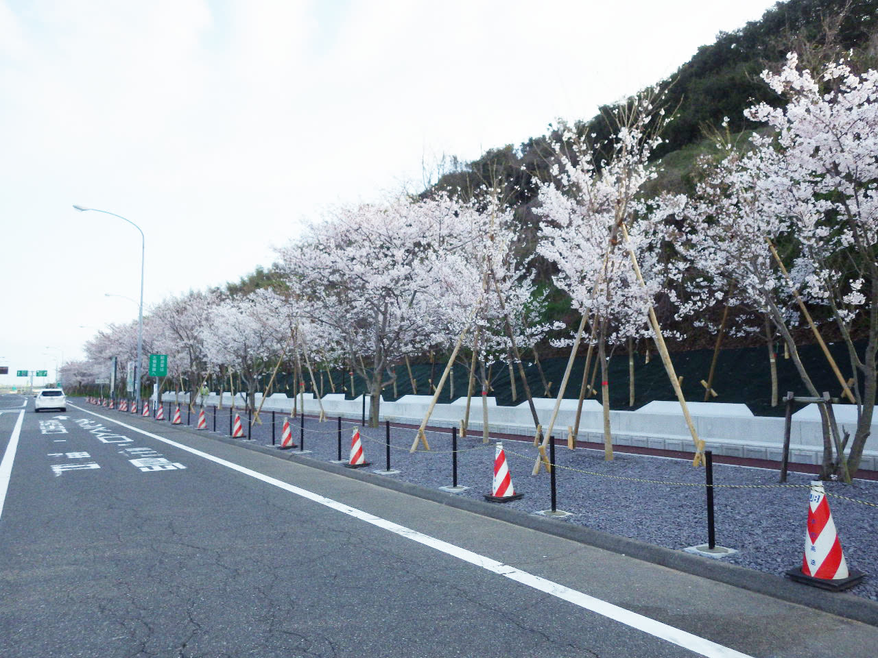 淡路SA 桜植栽工事