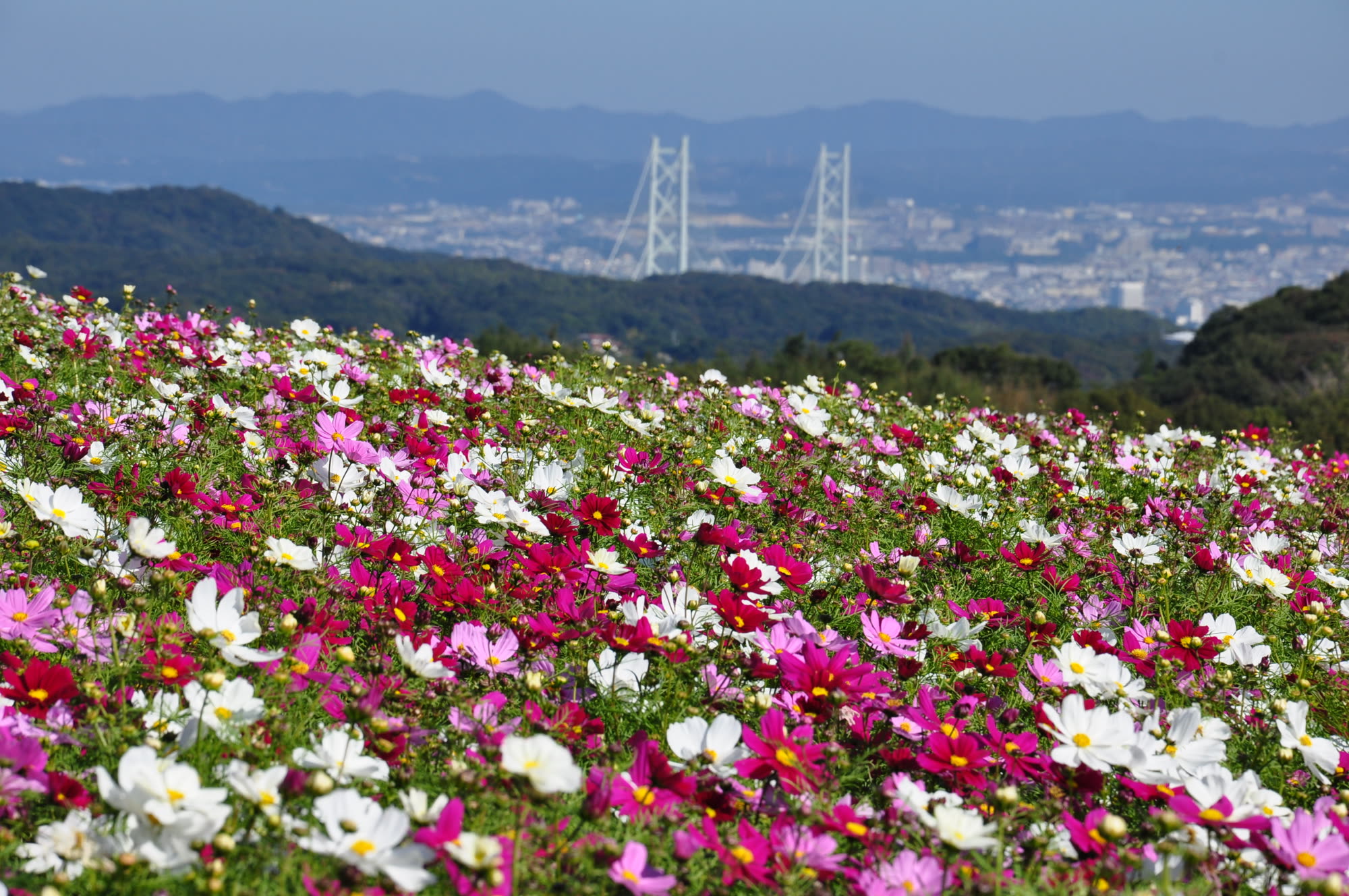 コスモスと明石海峡大橋