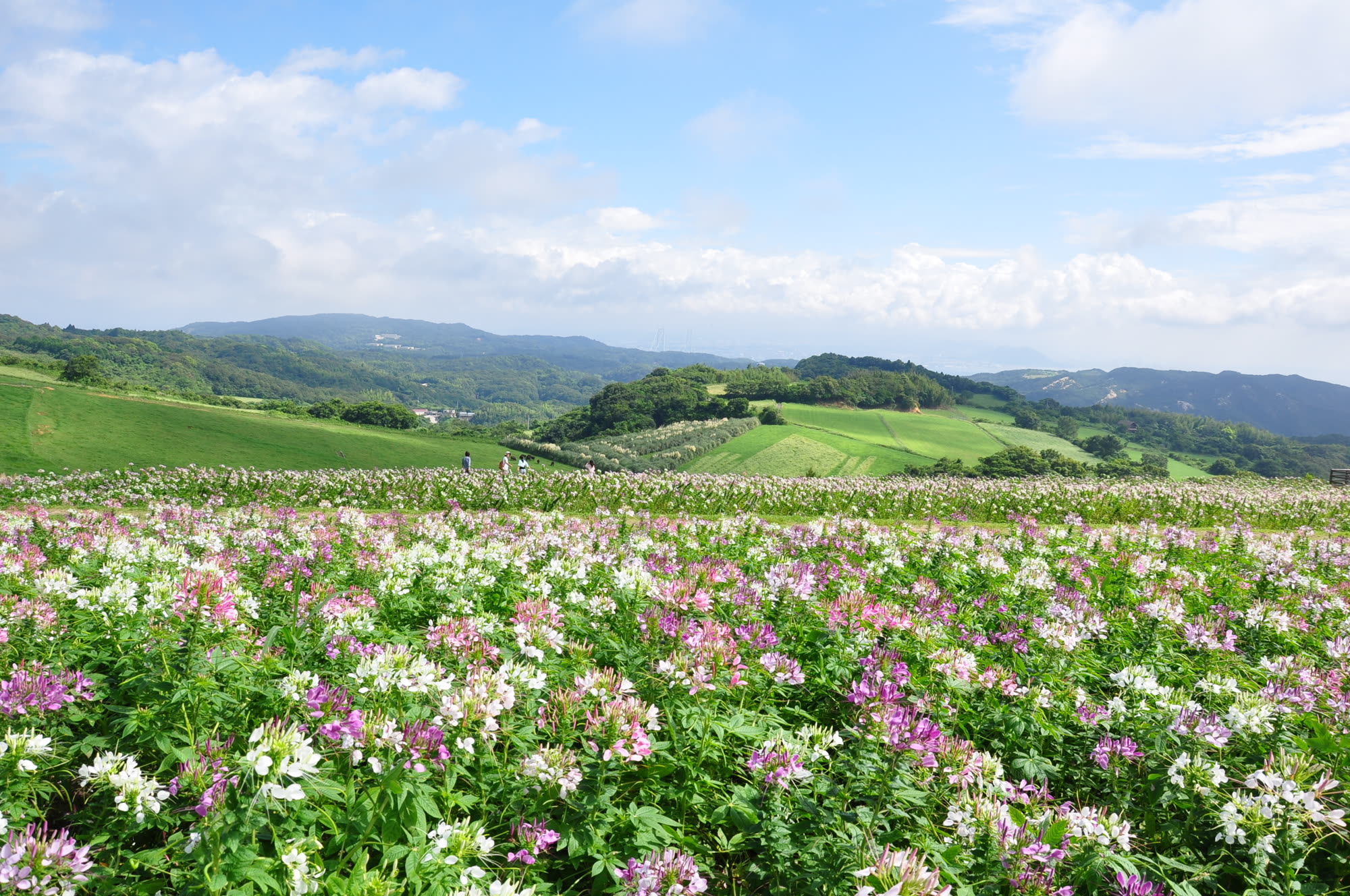 クレオメ満開 花さじき